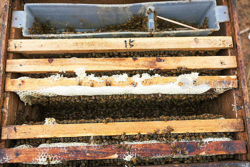 蜜蜂在蜂箱上