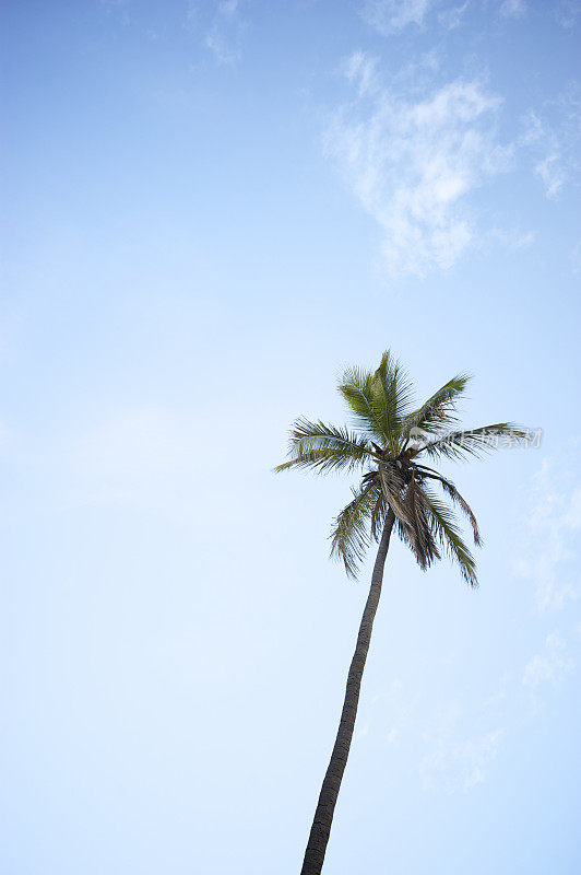 单高棕榈树蓝天拷贝空间