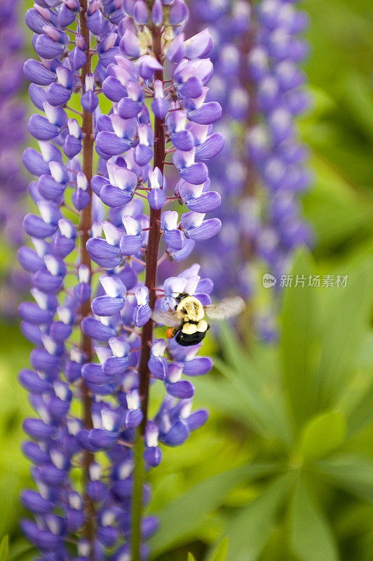 大黄蜂在紫色羽扇豆上