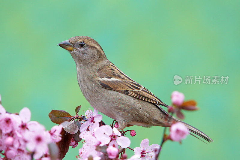 小花枝上的麻雀