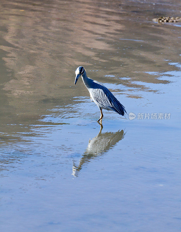 在湖中栖息的鸟的特写镜头