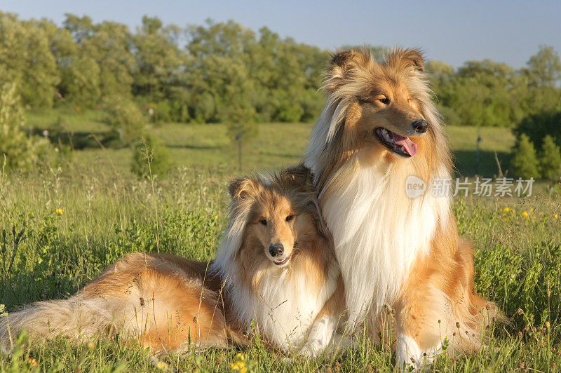 两个牧羊犬