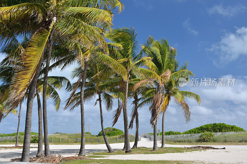 迈阿密海滩上的棕榈树