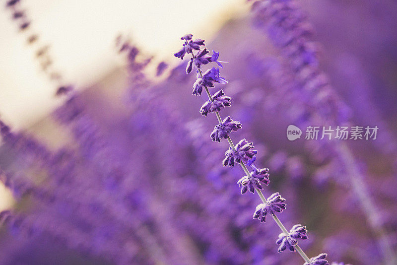 紫色的俄罗斯鼠尾草植物在夏天的阳光下野生生长