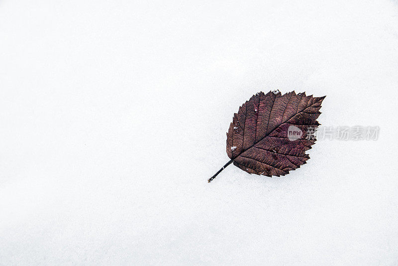 雪上干叶的照片