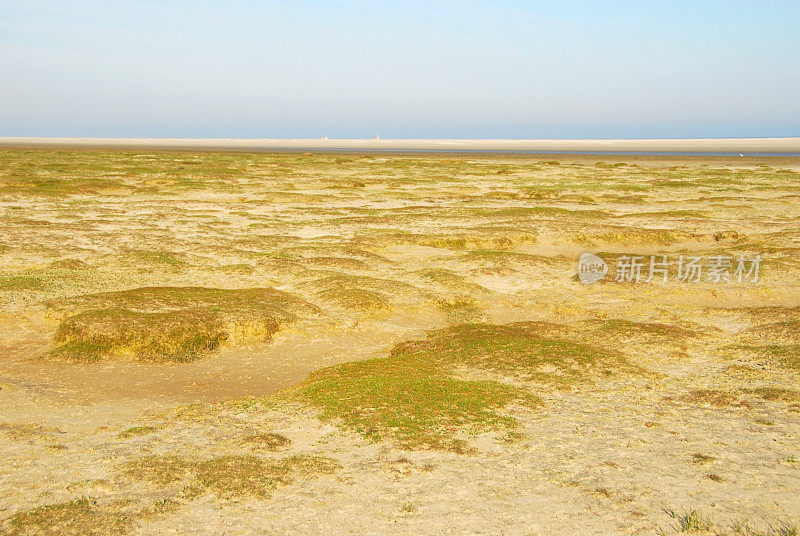 低潮时被海藻覆盖的泥滩。