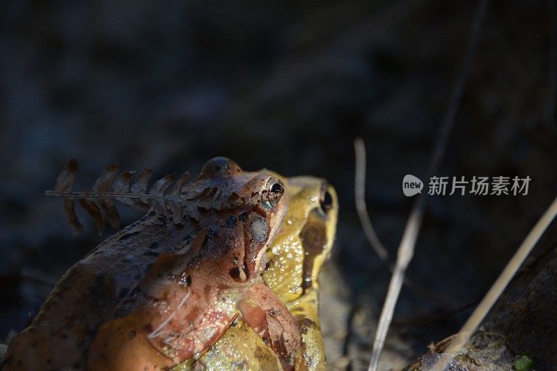 青蛙性两栖动物