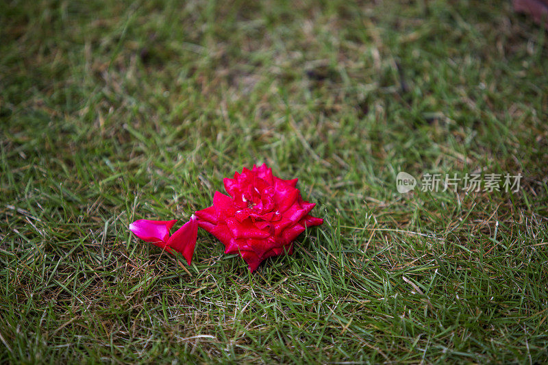 草地上被遗弃的玫瑰花瓣