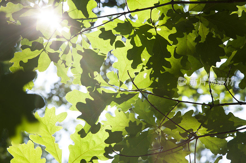 阳光下树上的橡树叶