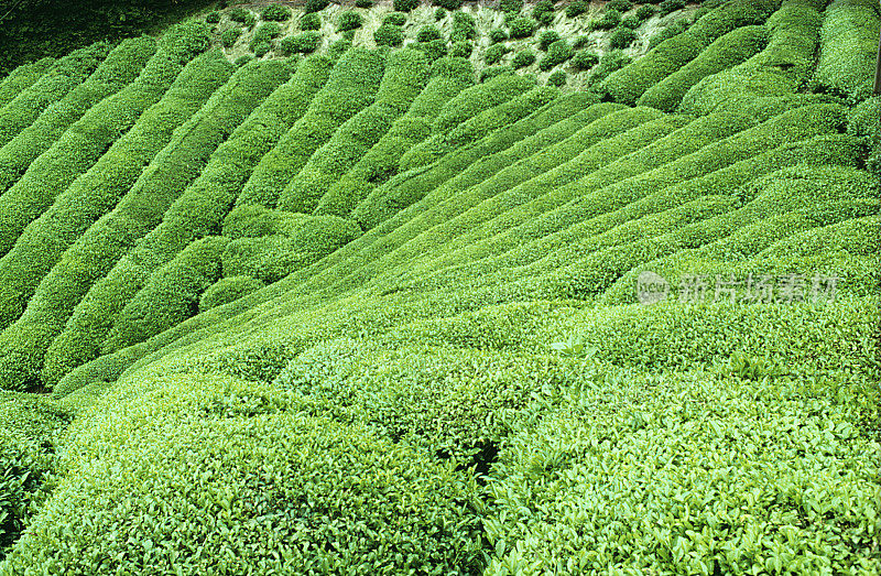 茶植物界