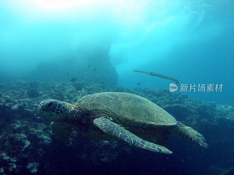 乌龟和Trumpetfish