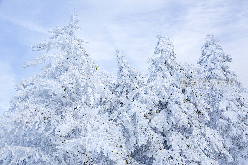 白雪覆盖的松树