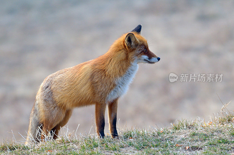 野生狐狸