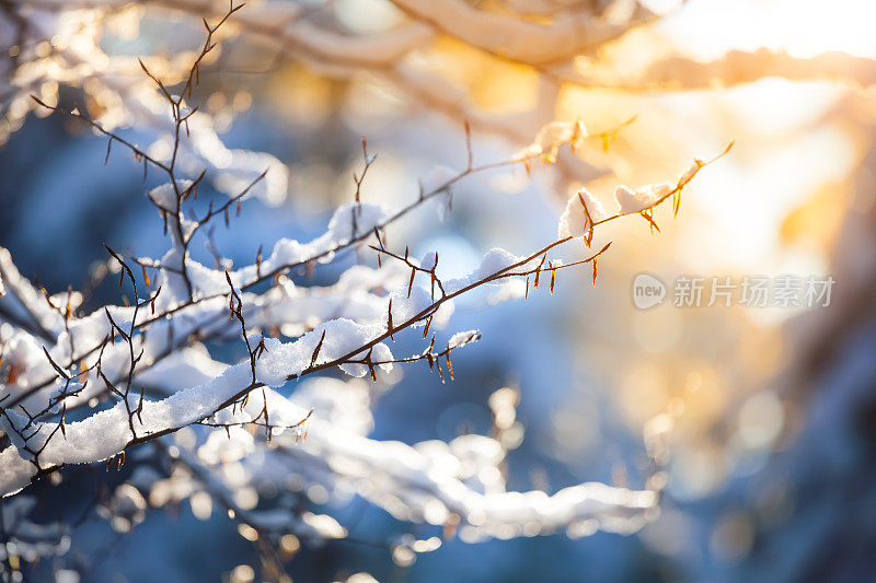 树枝上的雪和日落-冬天的背景