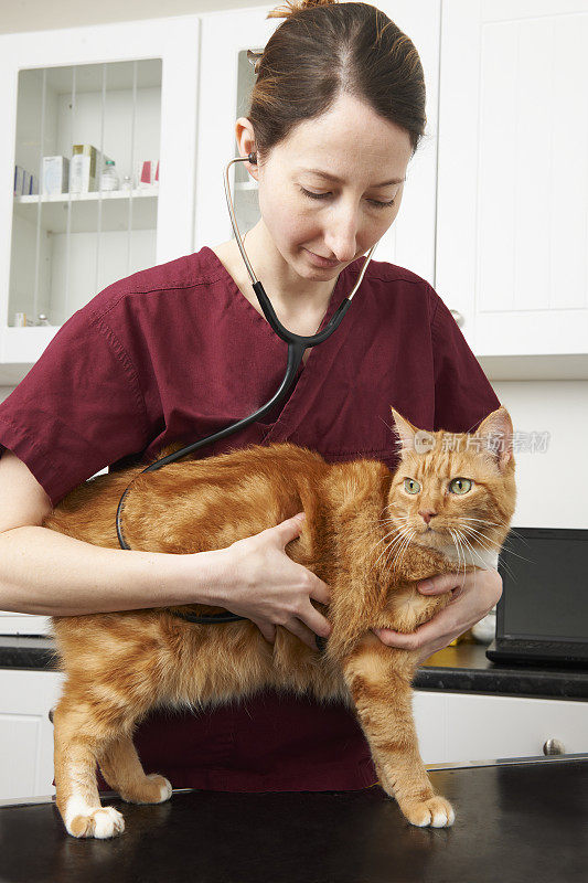兽医护士检查手术中的猫