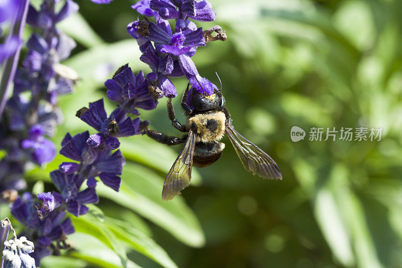 大蜜蜂在蓝色花朵上