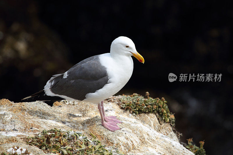 西部黄金