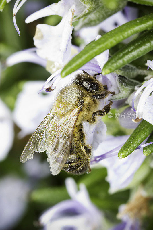 花粉粉蜜蜂采集迷迭香花蜜