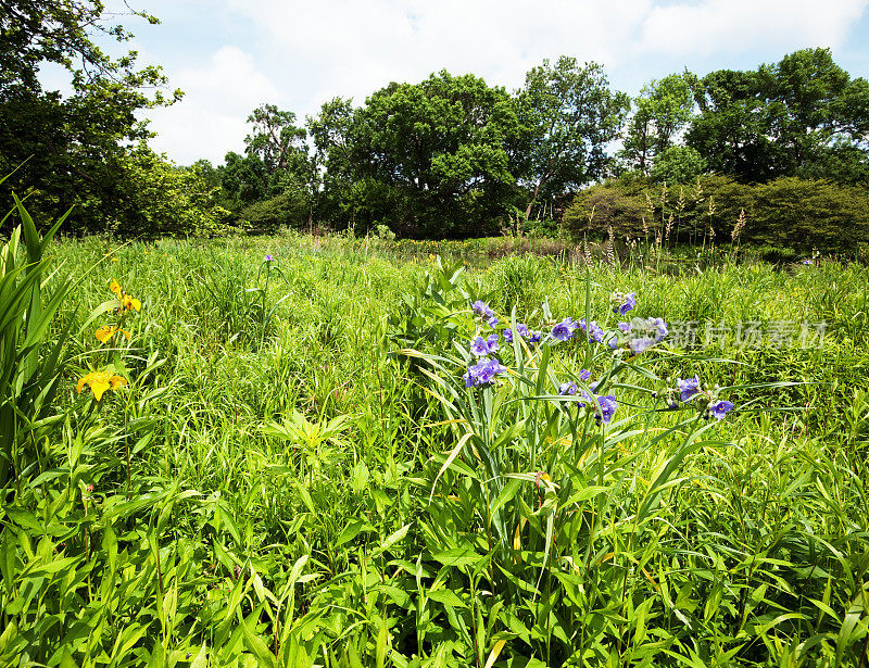 芝加哥龚帕斯公园的湿地野花