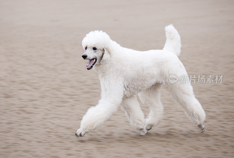 白色贵宾犬沿着海滩奔跑
