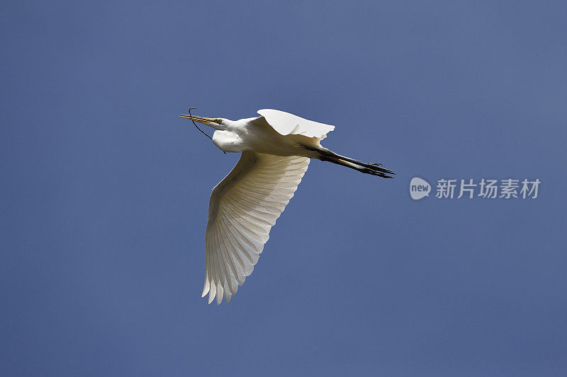 大白鹭在沼泽上空飞行