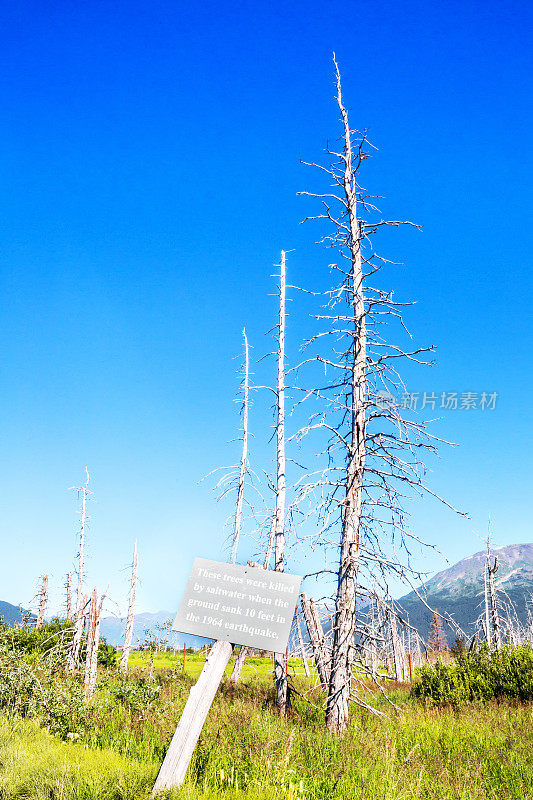 树木在地震中被海水破坏