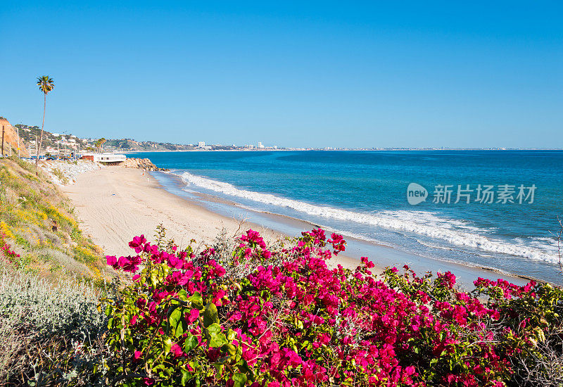 加州马里布附近的鲜花和海洋海滩