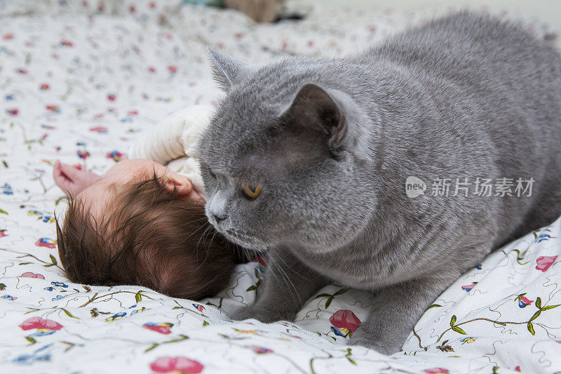 英国短毛猫和可爱的新生女婴在床上