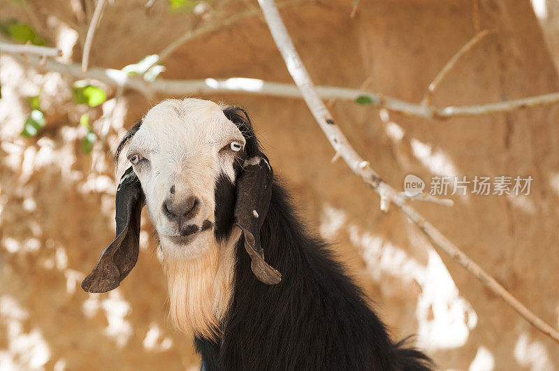 中东的山羊(约旦瓦迪拉姆)