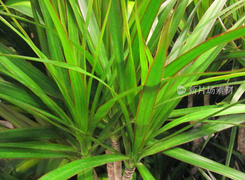 红绿相间的龙骨树，室内植物龙骨