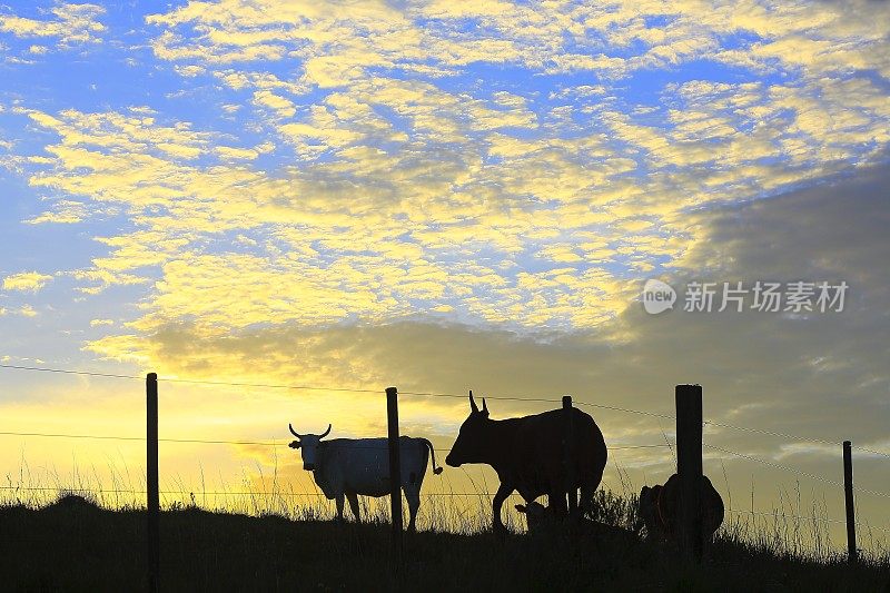 牛-牛在戏剧性的日落，南美草原乡村景观，巴西南部