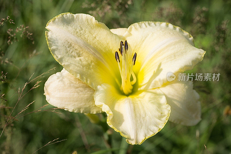 亥伯龙黄花菜盛开