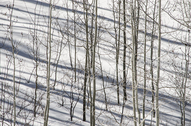 雪中的冬白杨的影子