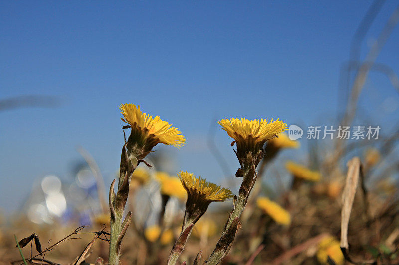 第一个春天的花朵