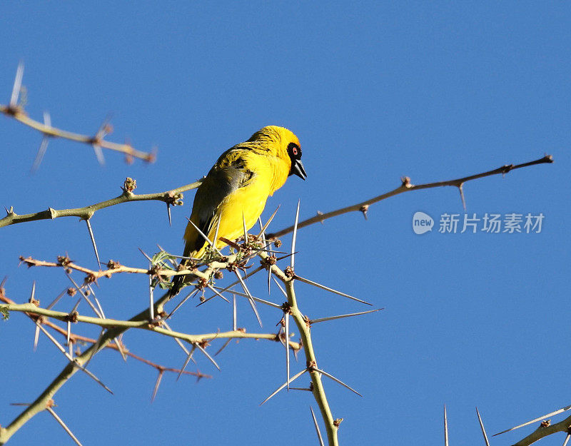 较小的蒙面韦弗