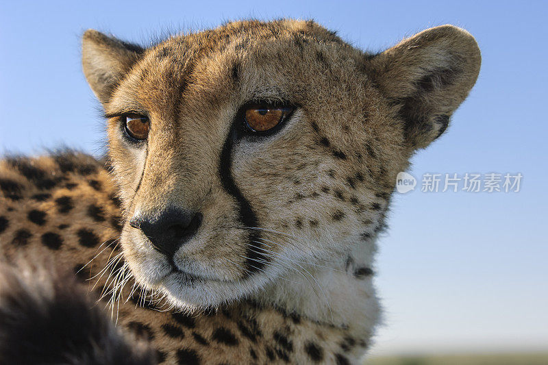 野生猎豹坐在Safari车顶的特写