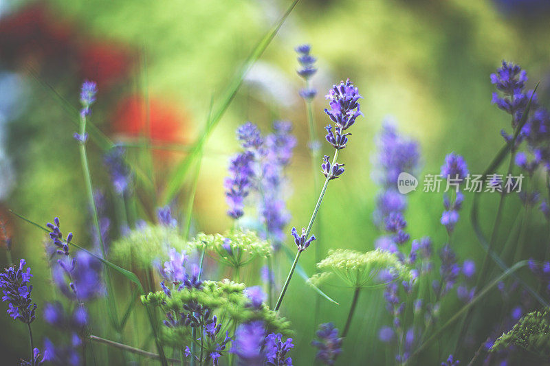 温暖夏日里的薰衣草