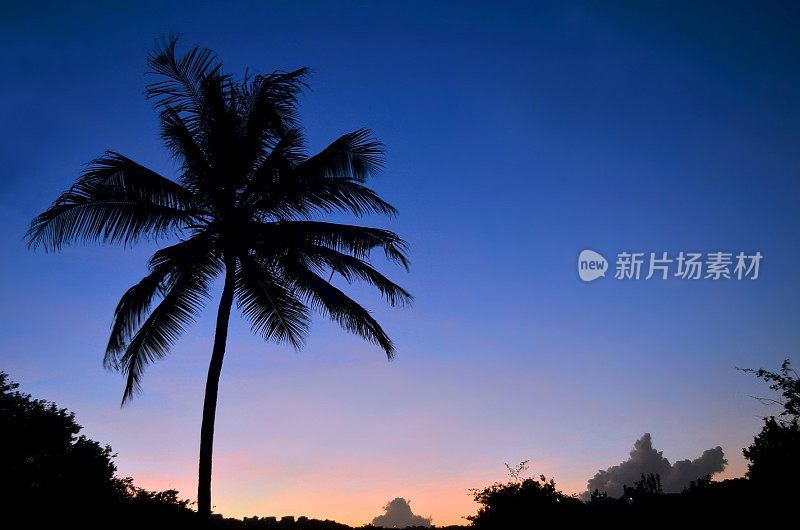 夕阳下椰子树的剪影