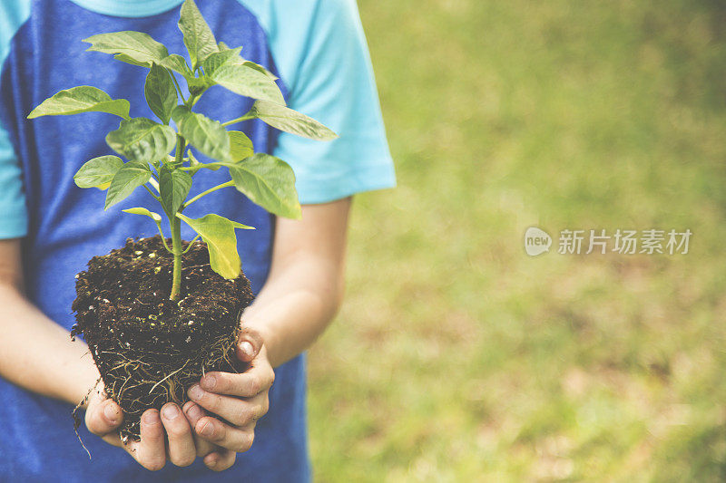 小男孩把幼苗种在户外的泥土里。