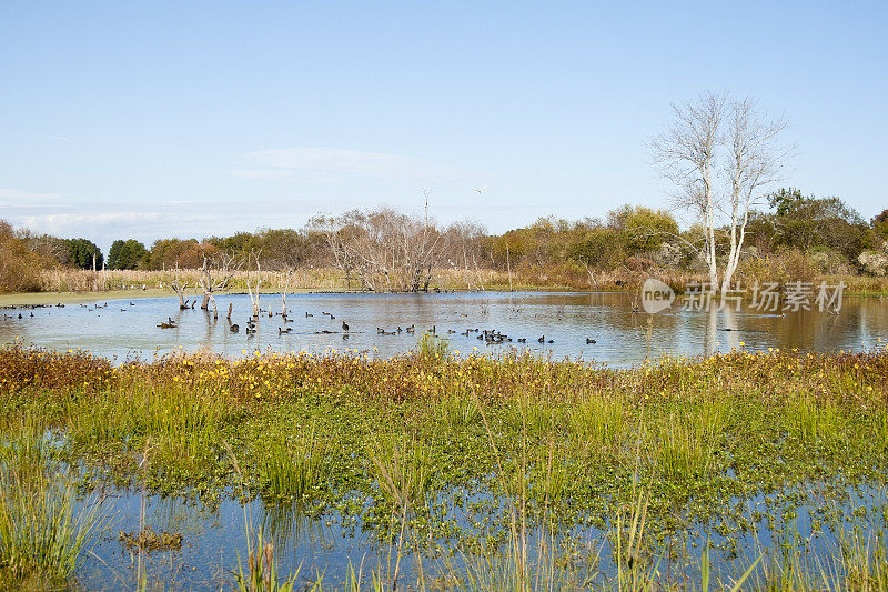 哈里斯颈野生动物保护区绿头池塘全景Vista