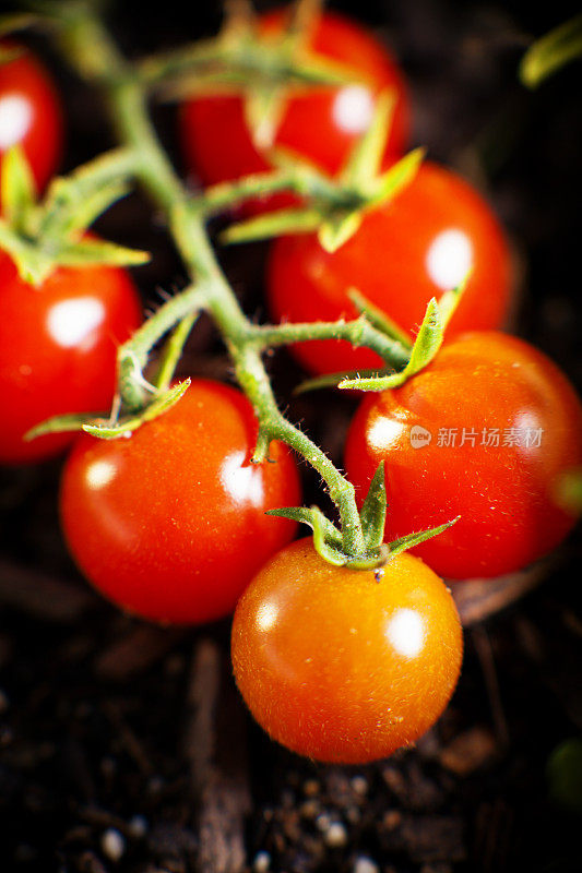 成熟的红番茄还在藤上。