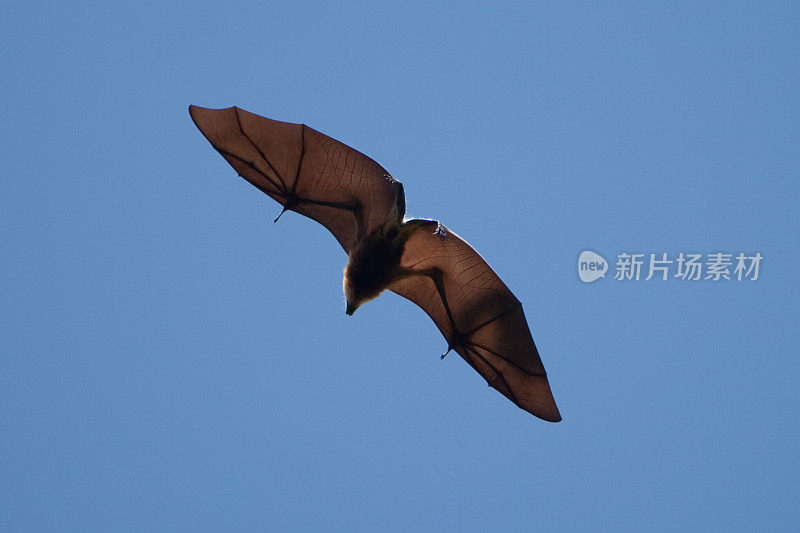 飞行棒，Megabat，水果棒