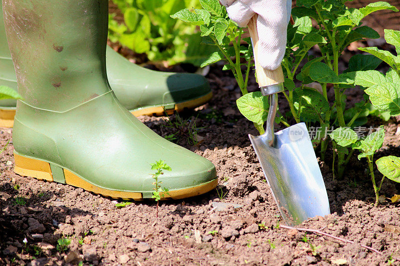 园丁用手铲和雨靴在菜园里锄草