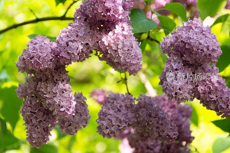 紫丁香，一簇簇在树上。