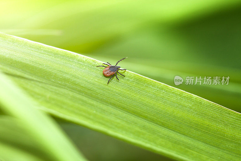 草上的蜱虫(硬蜱)