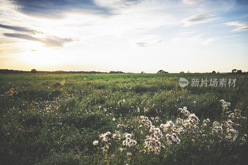 草地上的夕阳