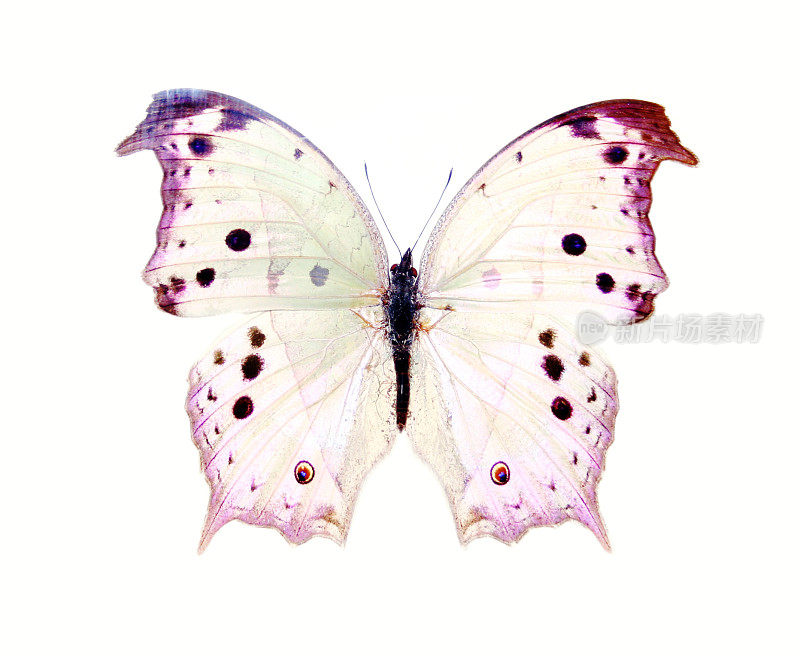 一只紫色和白色的蝴蝶，有着透明的翅膀