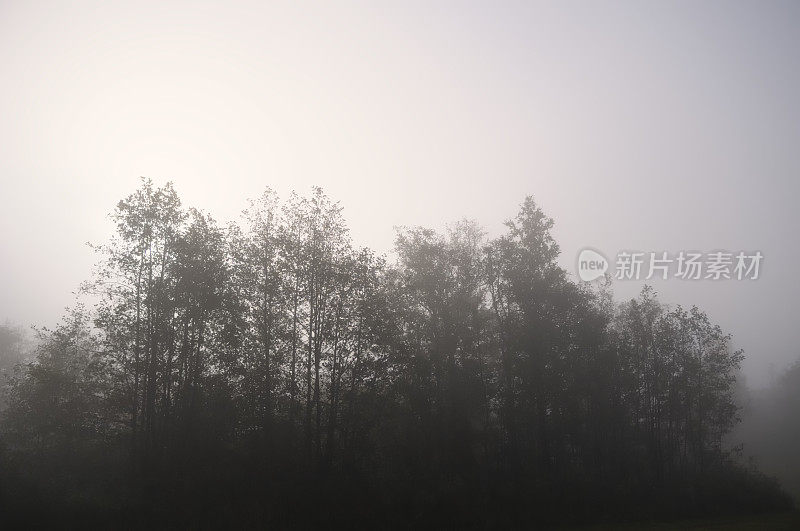 雾和树木