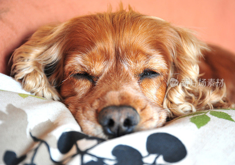 雌可卡犬睡着了