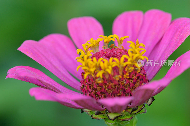 Zinnia在宏观